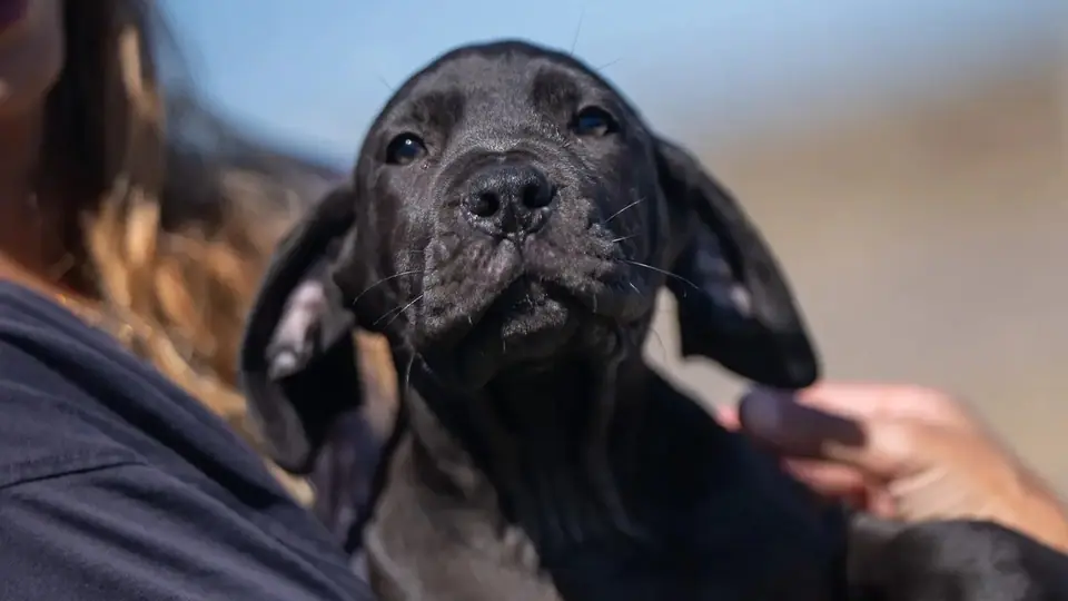 Os Boerboels podem viver em apartamentos?