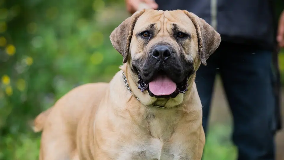 Os Boerboels podem viver dentro de casa?
