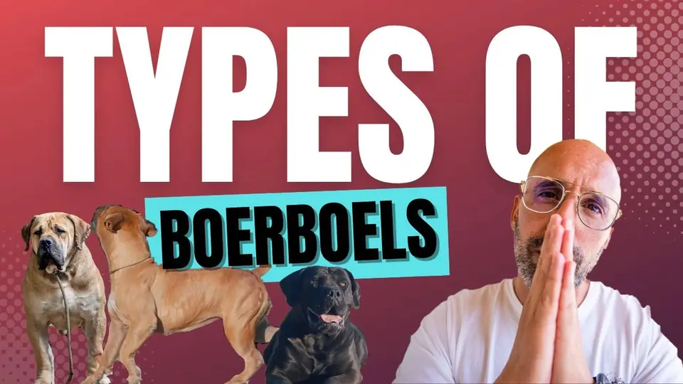 Os diferentes tipos de Boerboel