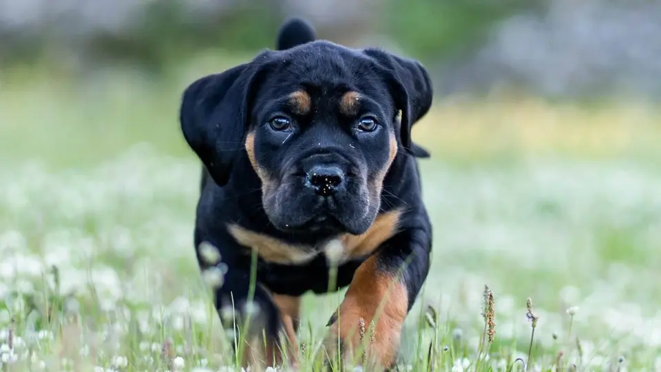 Como a estimulação neurológica precoce molda o temperamento do Boerboel