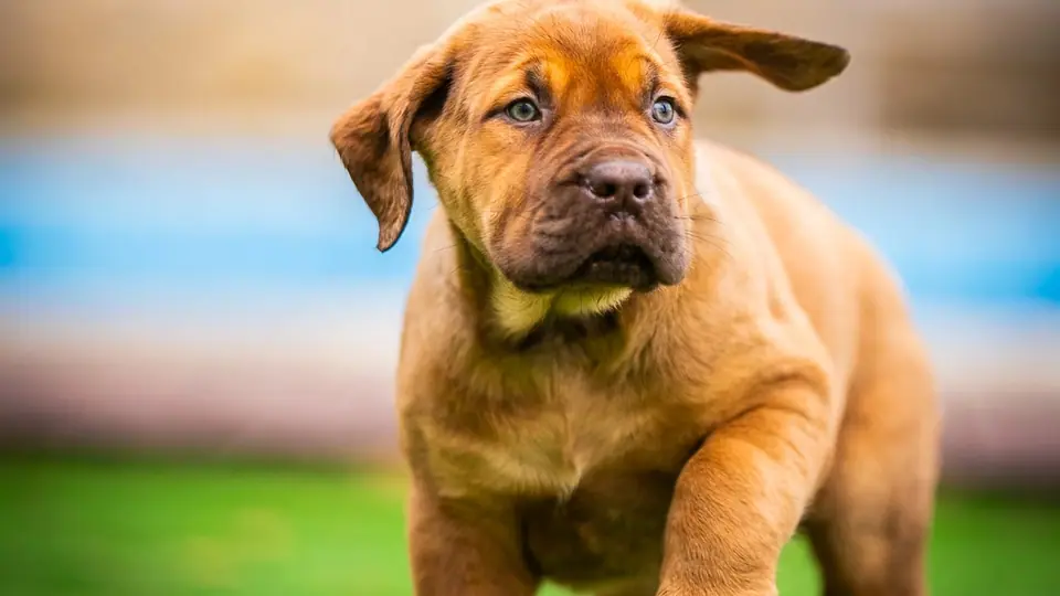Porque é que cada vez mais famílias americanas escolhem um criador de Boerboel na Europa