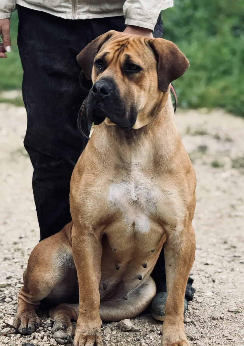 Elite Guard Tokyo, Boerboel sul-africano