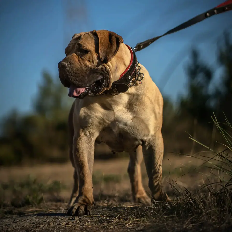 Boerboel fêmea