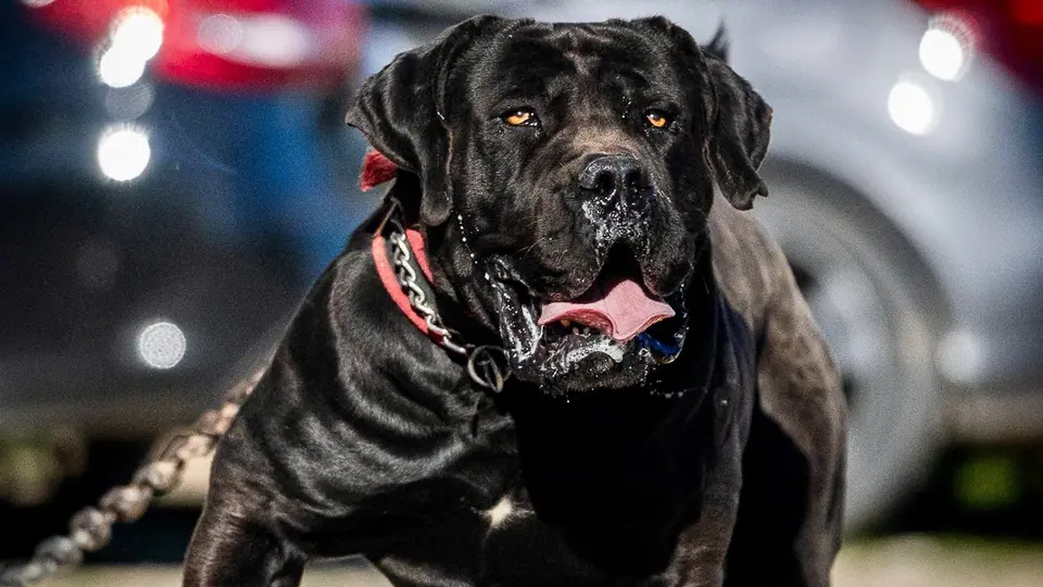 Os Boerboels são inteligentes?