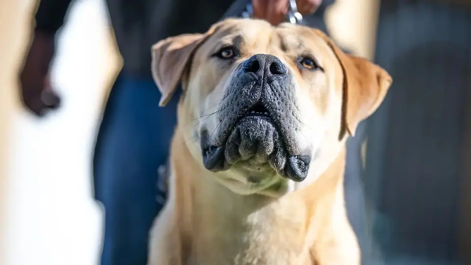 Os Boerboels são leais?