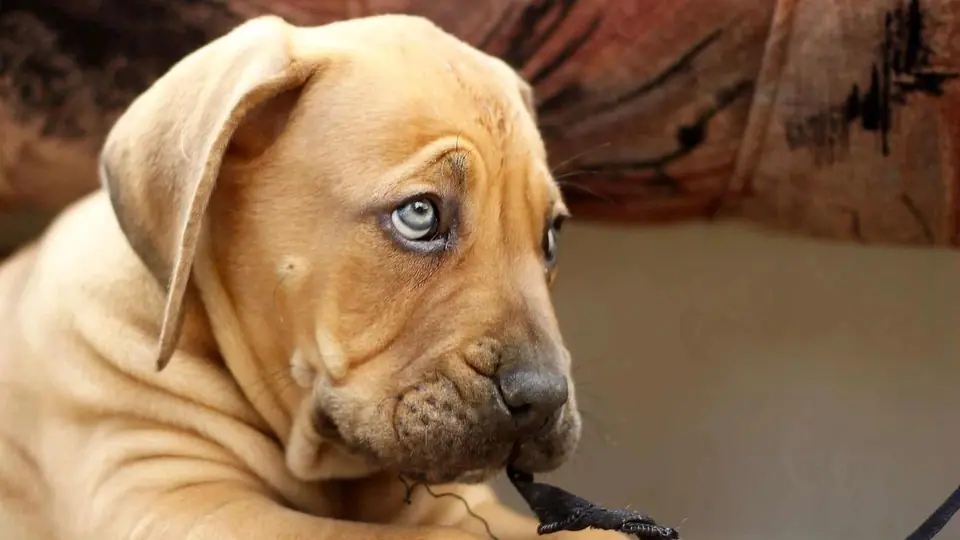 Como escolher um cachorro Boerboel