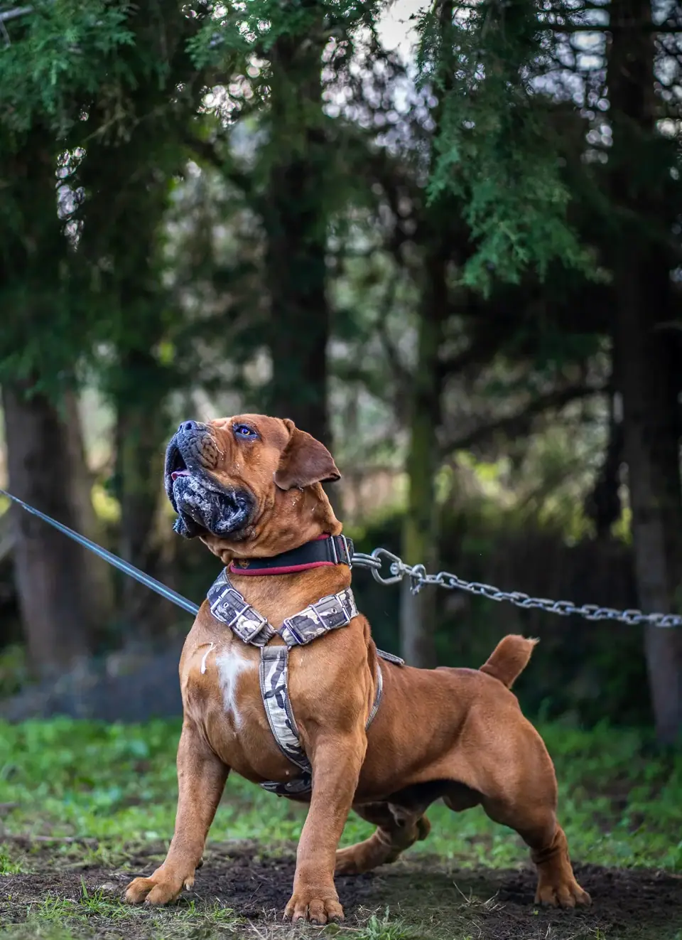 Tarzan, um Boerboel vermelho com peitoral, ao ar livre