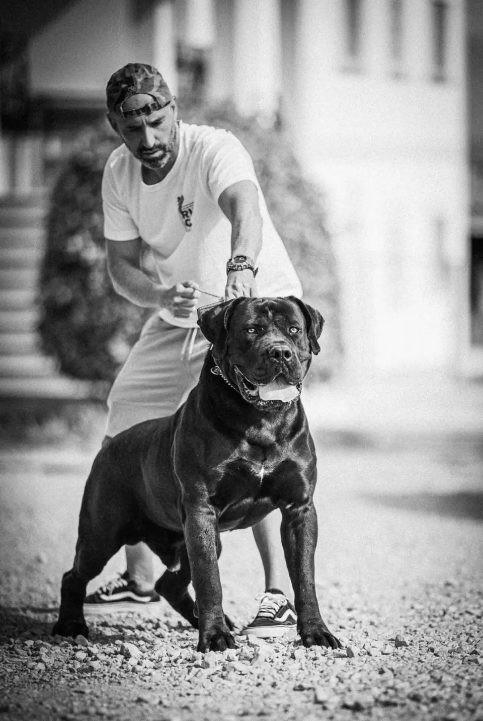Rui Navarro a passear um Boerboel preto, foto a preto e branco