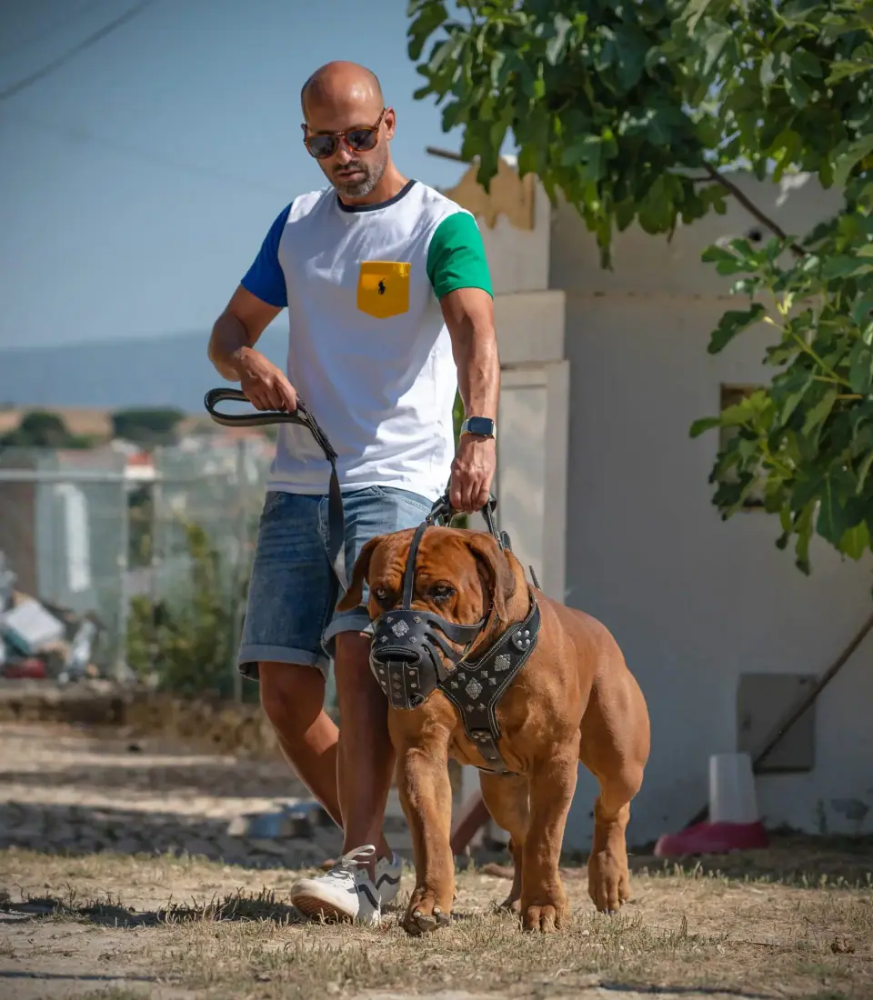 Rui Navarro com o Tarzan, um Boerboel de açaime, ao ar livre