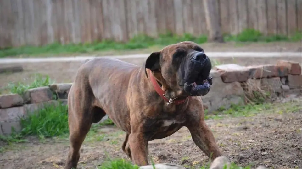 O Boerboel sul-africano: temperamento, história e tamanho