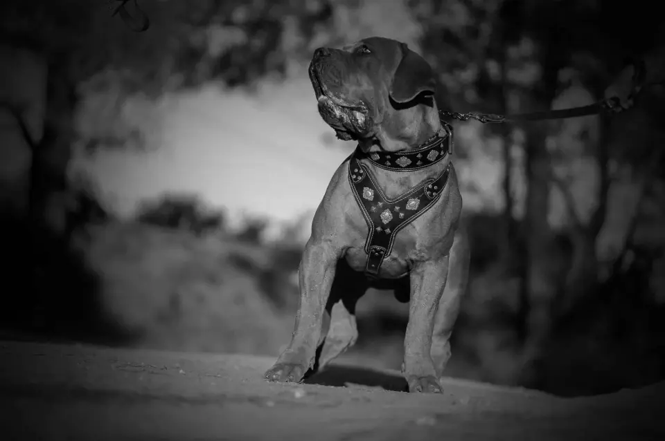 Retrato a preto e branco de um Boerboel sul-africano