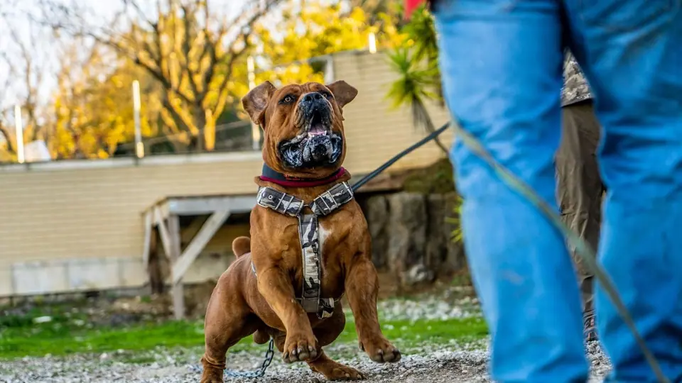 A RAÇA DE CÃO MAIS FORTE DE SEMPRE