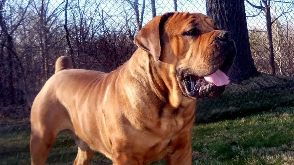 PORQUÊ ESCOLHER UM BOERBOEL